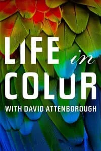 Life in Colour
