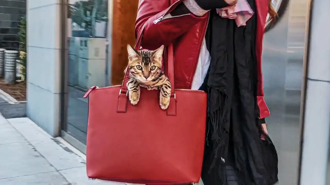 Cat People 1. Sezon 3. Bölüm