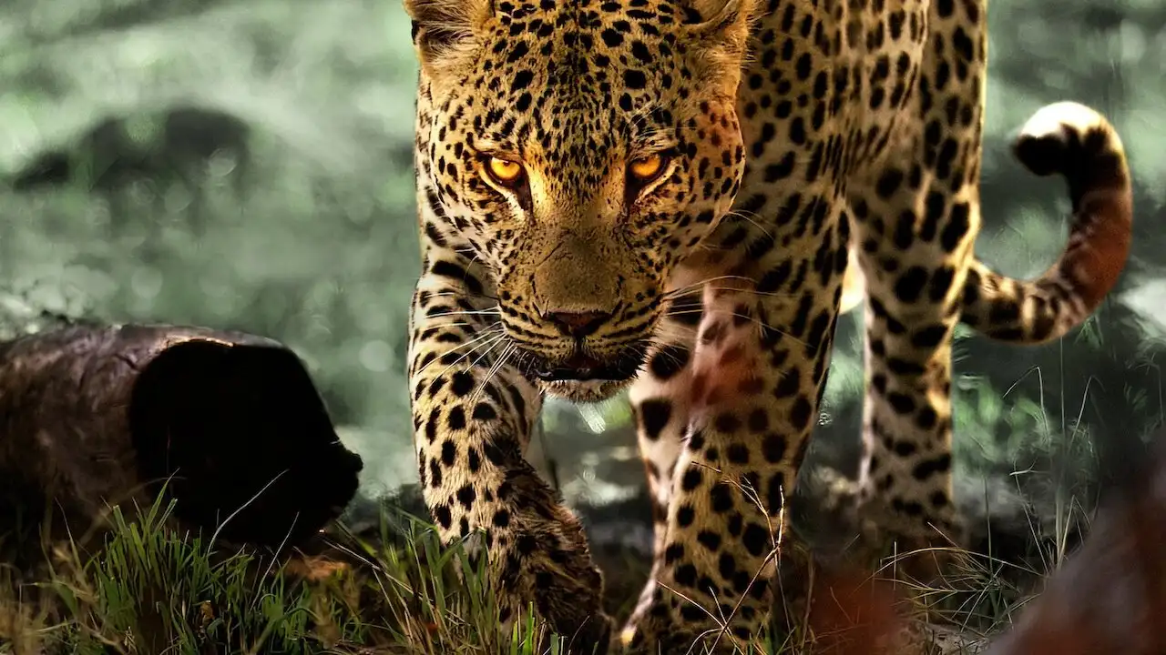 Leoparlarla Yaşam