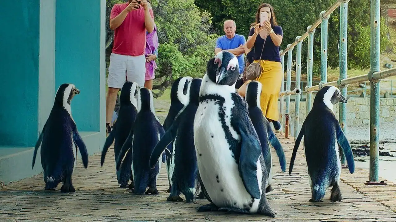 Penguin Town 1. Sezon 2. Bölüm
